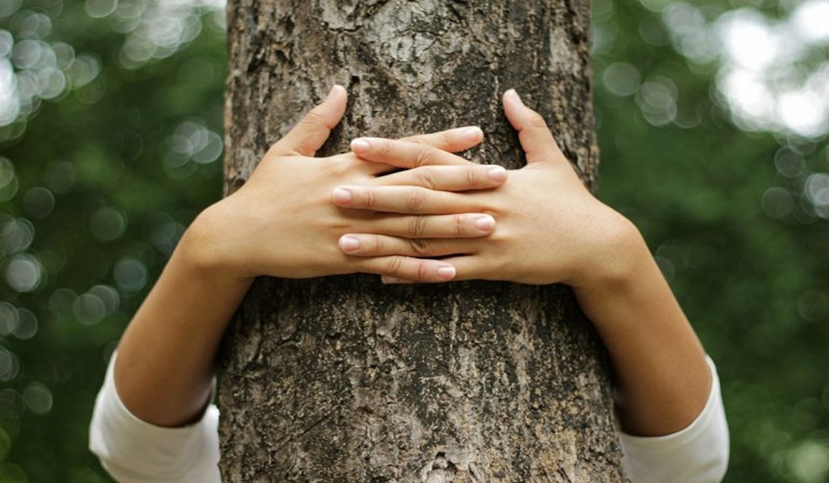 Hugging Trees is Good for Our Health: This is Why