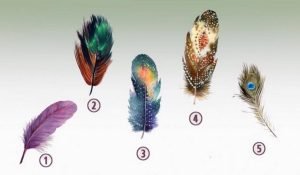 Read more about the article Choose The Feather That Attracts You The Most And Discover Your Inner Power