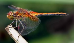 The Hidden Spiritual Meaning Of The Dragonfly! Do You See Them Often?