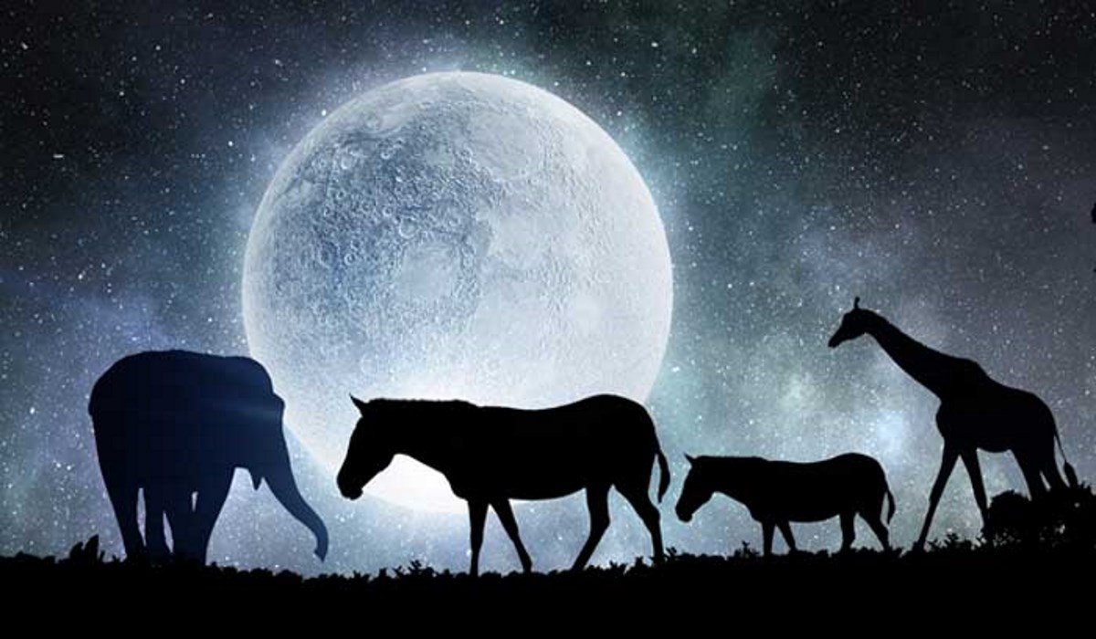 Dreaming of Animals: Here Is the Meaning of Dreaming One of these Animals