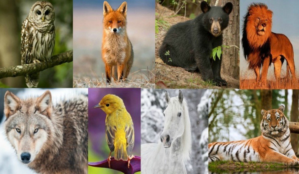 What Your Birth Animal Reveals about Your True Personality