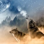 10 Signs that You Have the Odd and Beautiful Lone Wolf Personality