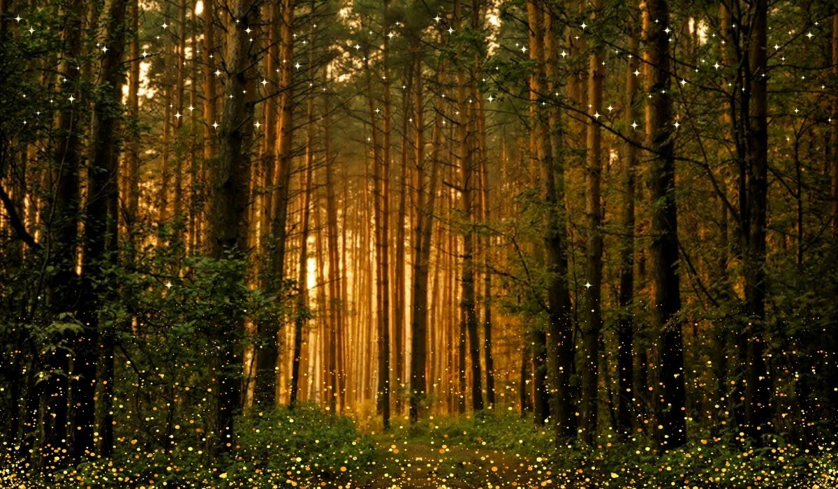 The Mental and Spiritual Benefits of Spending time in the Forests